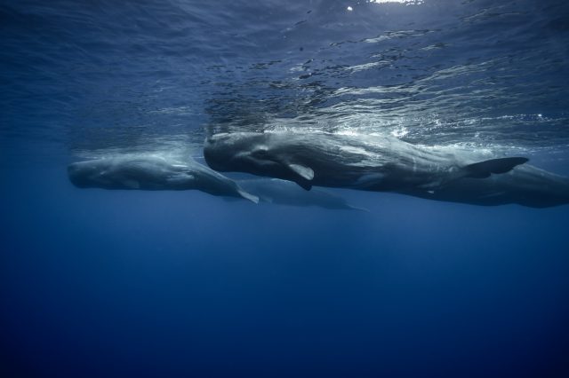 A photograph of Sperm Whales swimming in the ocean. Depositphotos.