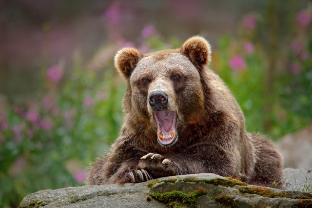 Portrait of brown bear, sitting on the grey stone, pink flowers at the background. Danger animal in the nature habitat, Sweden. Wildlife scene from nature. Bear with open muzzle, tongue and tooth. Depositphotos.