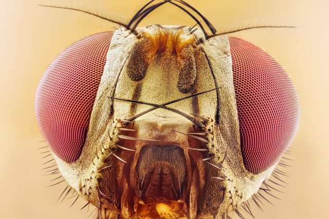 An extreme close-up of a Fruit Fly. Depositphotos.