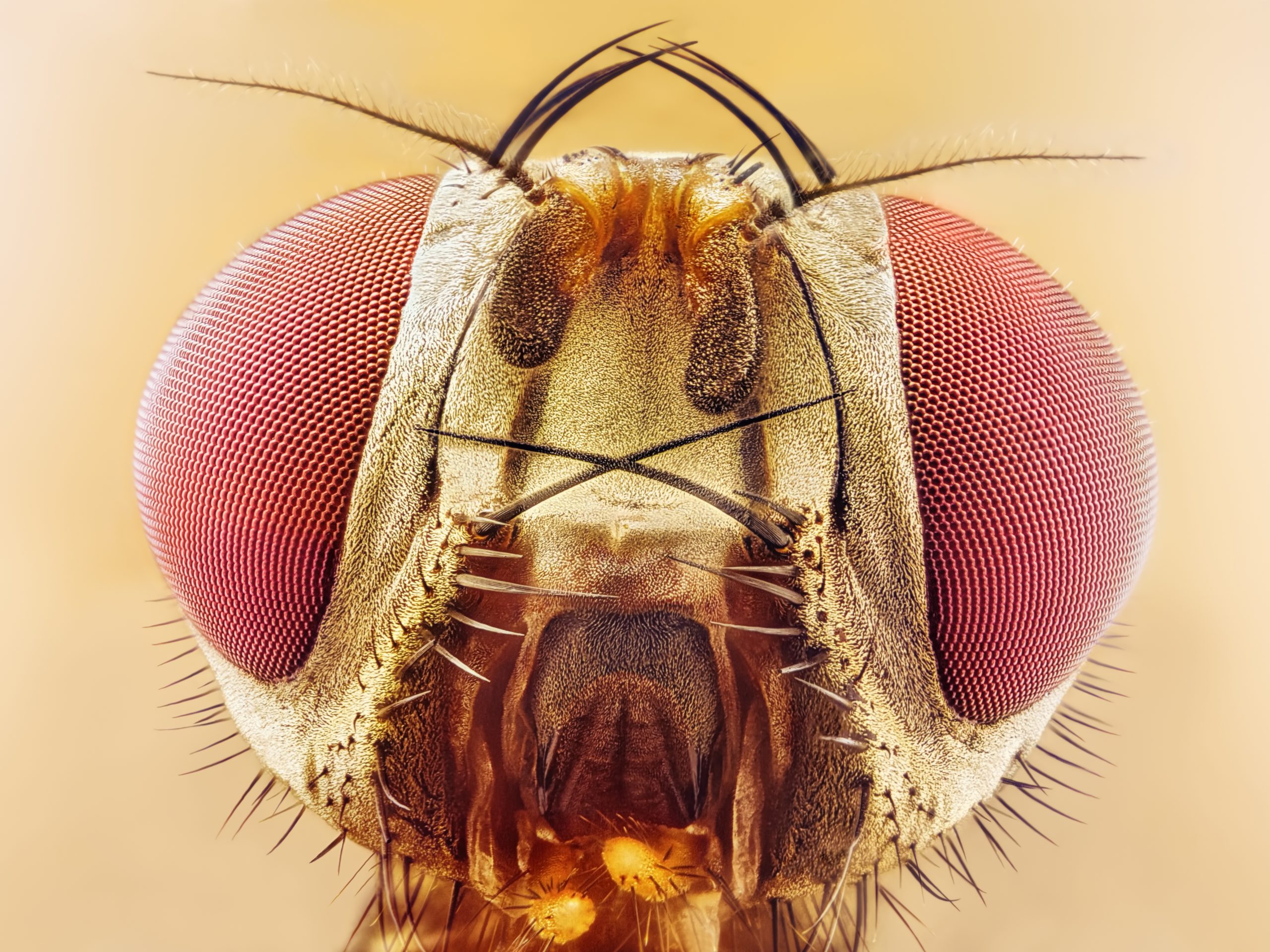An extreme close-up of a Fruit Fly. Depositphotos.