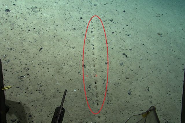 Mystery holes on the bottom of the ocean. NOAA.