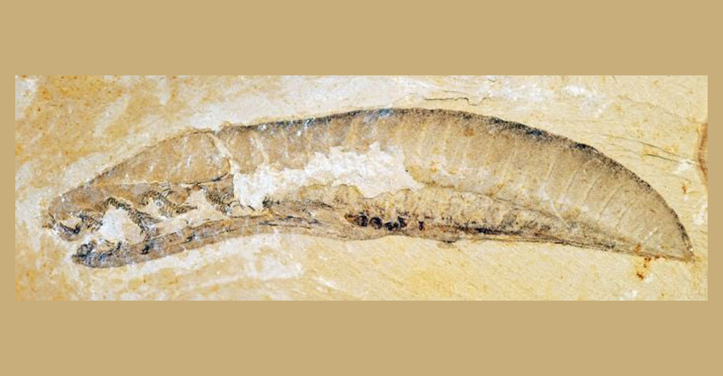 An image of a Yunnanozoan-fossil, the oldest known ancestors to all Vertebrates. Image Credit: Fangchen Zhao.