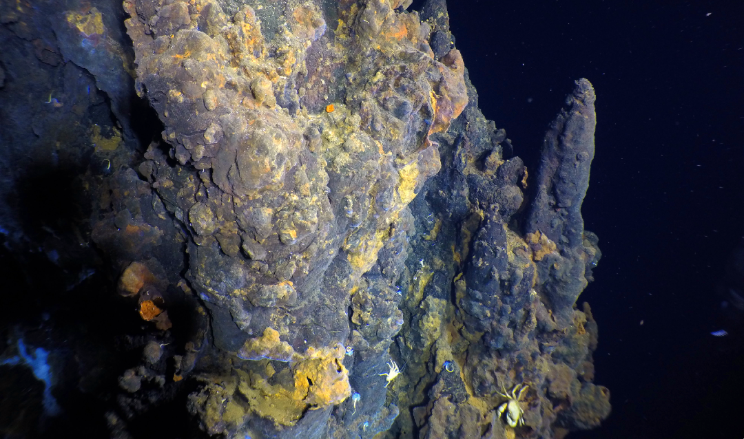 There are yellow iron stains on the sulfur structures in the YBW-Sentry vent field, and Bythograeid crabs inhabit the structure. Photo: Woods Hole Oceanographic Institution, National Deep Submergence Facility, remotely operated vehicle Jason team, WHOI-MISO Facility, National Science Foundation.