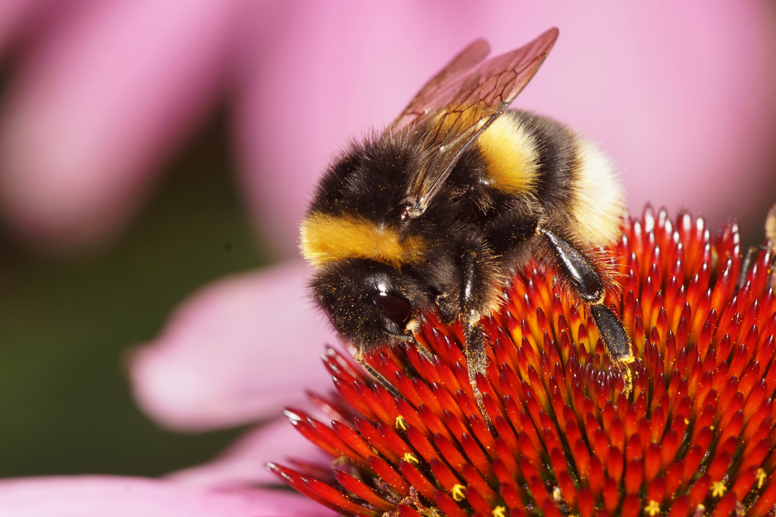 A close-up photograph of a Bumblebee. Depositphotos.