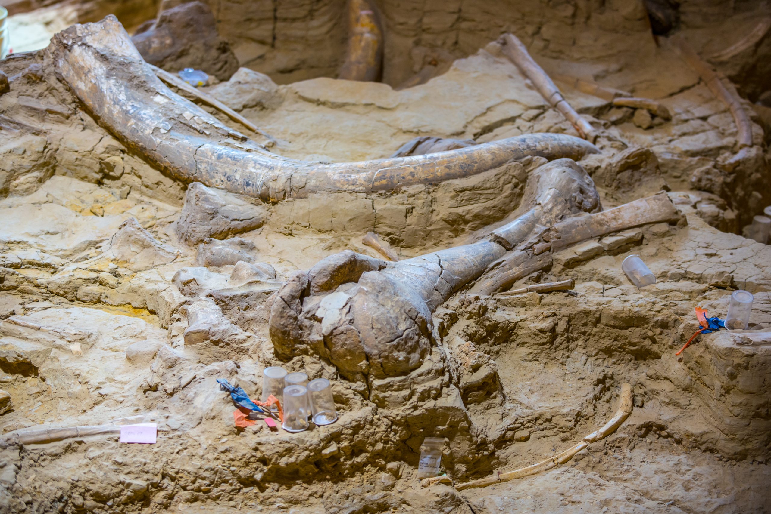 An image of an archaeological site showing mammoth bones in North America. Depositphotos.