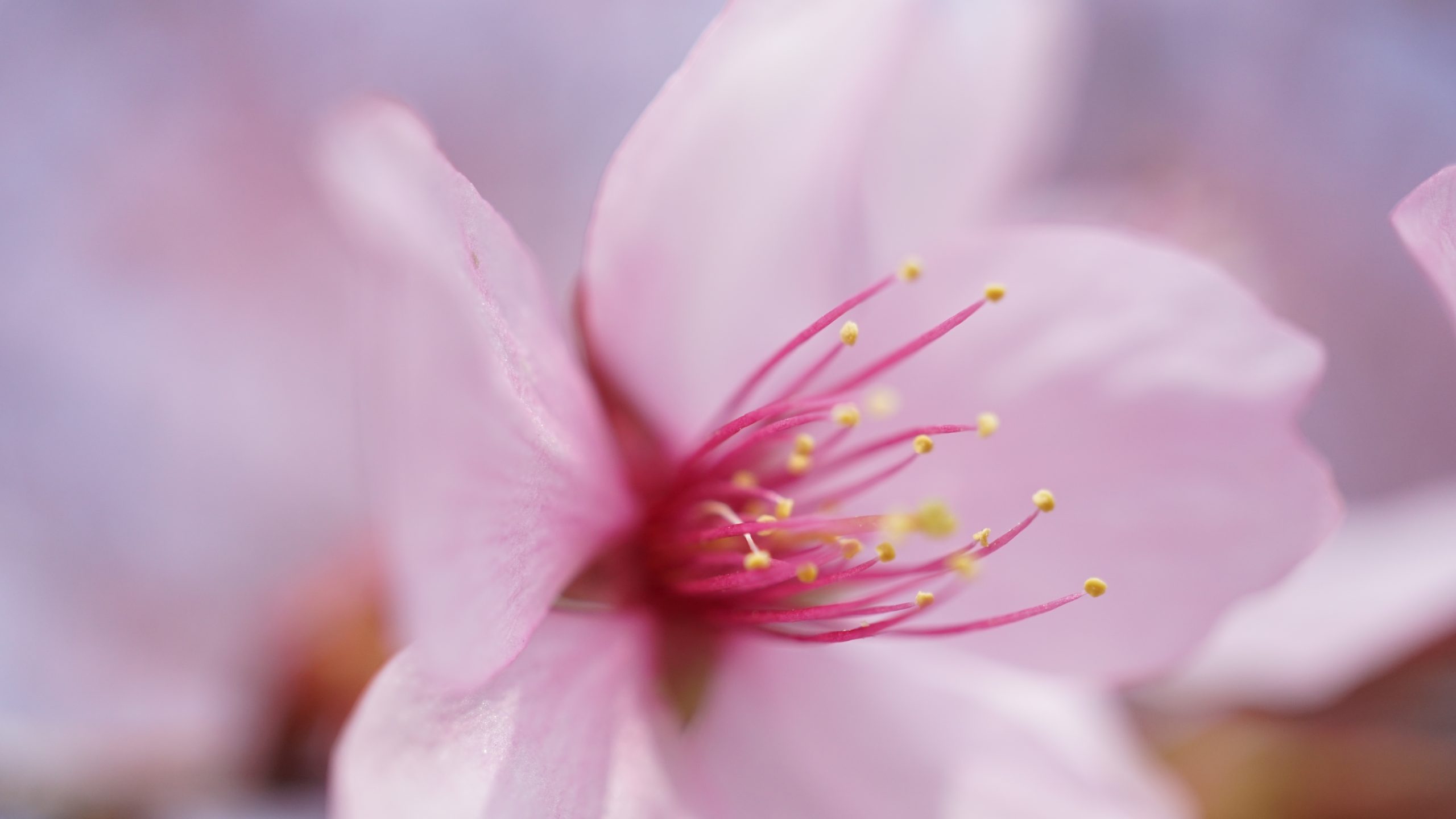 A closeup shot of a pink flower with stamens. Depositphotos.