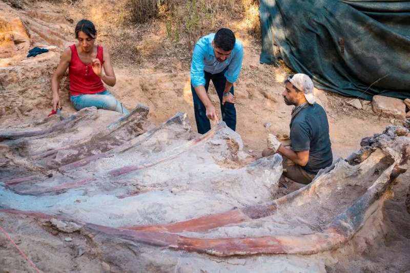 A photograph showing the Dinosaur Bones excavated by experts. Image Credit: Instituto Dom Luiz (Faculty of Sciences of the University of Lisbon).