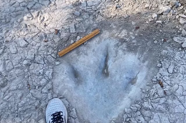 A screenshot from the video showing the massive Dinosaur Tracks. Image Credit: Dinosaur Valley State Park - Friends.
