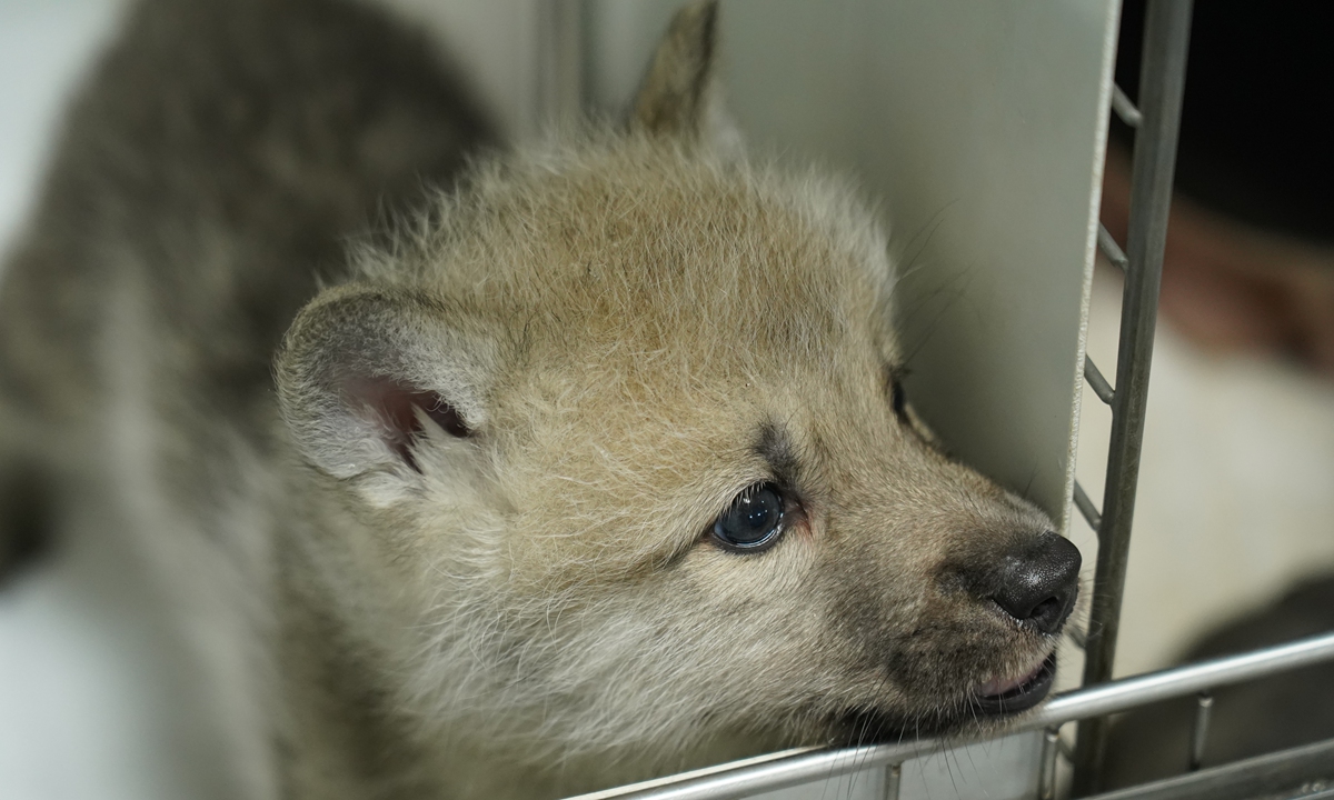 A photograph of Maya, the first cloned arctic wolf. Courtesy of Sinogene Biotechnology Co.