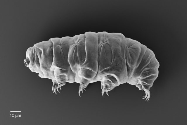 A photograph of a Tardigrade. Depositphotos.