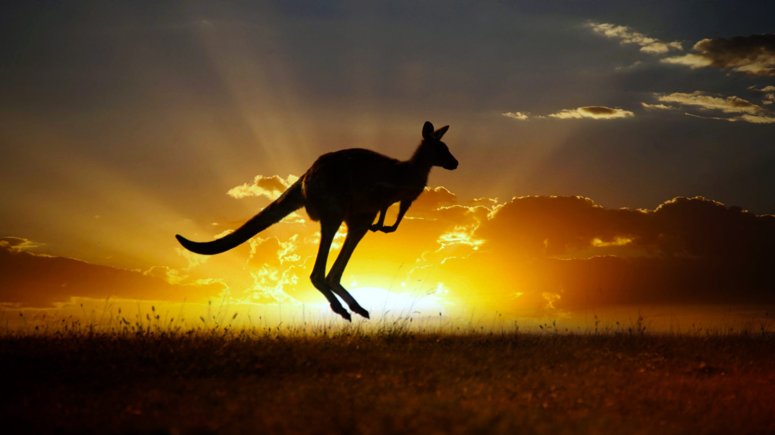 A photograph of a kangaroo and the sunset. Depositphotos.