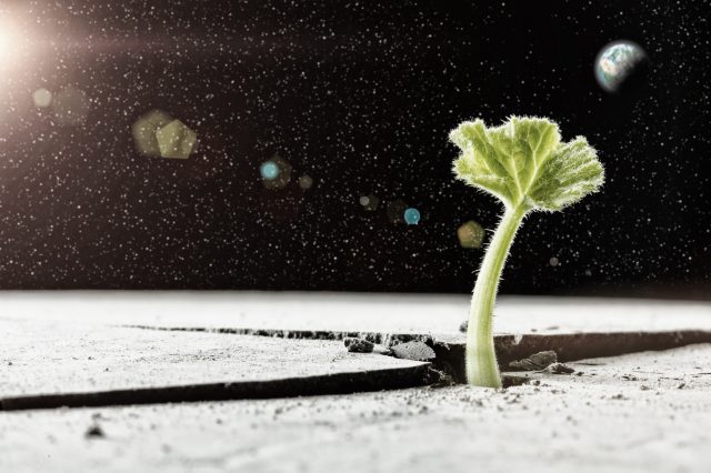 An artist's rendering of a plant on the Moon. Depositphotos.