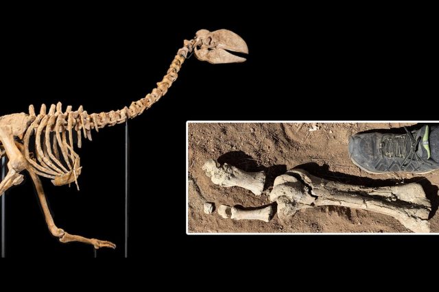 A collage showing the complete skeleton and the recently found fossil. Image Credit: Museum and Art Gallery of the Northern Territory / Museum of Central Australia.