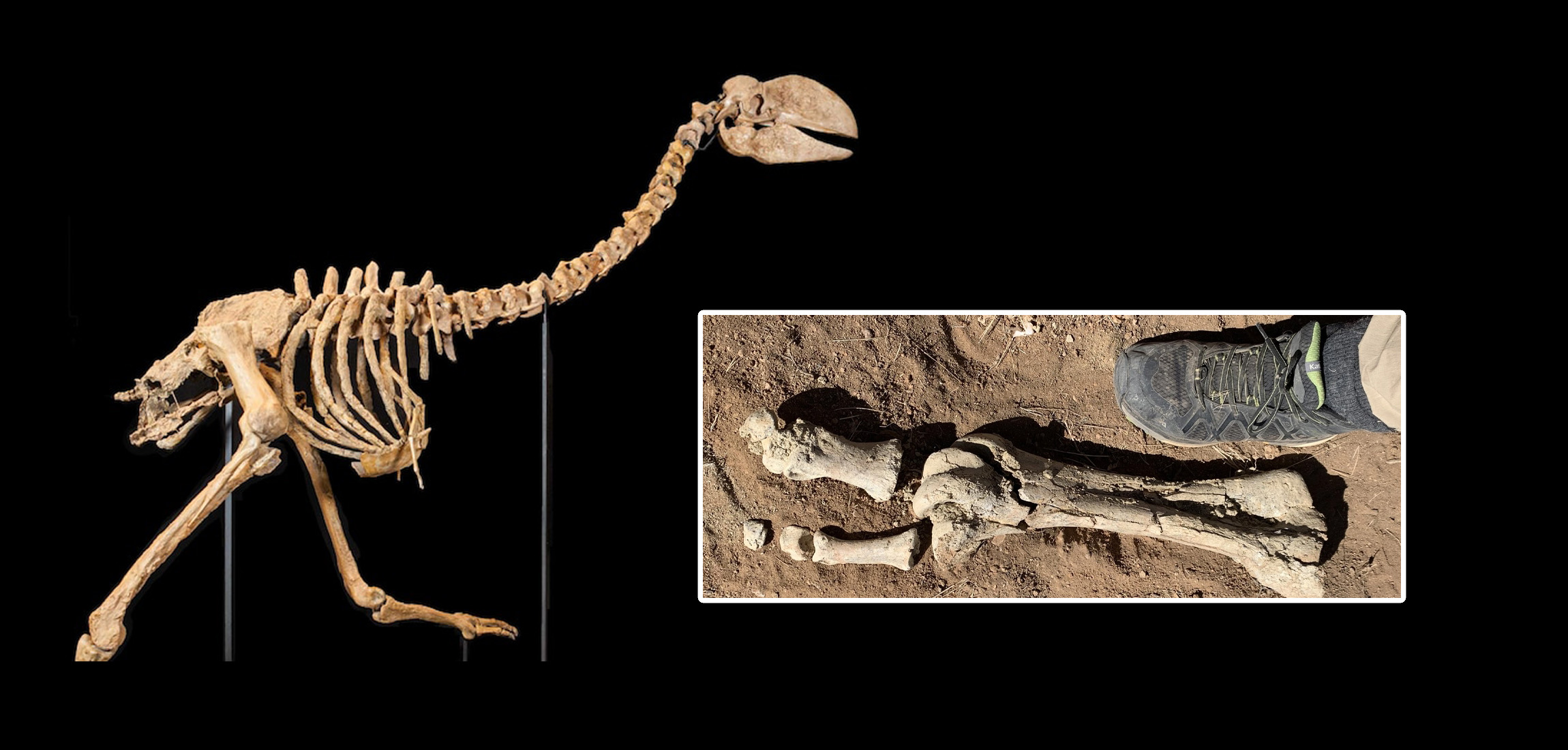 A collage showing the complete skeleton and the recently found fossil. Image Credit: Museum and Art Gallery of the Northern Territory / Museum of Central Australia.