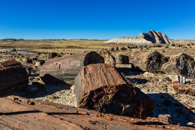 A photograph of petrified forest fossils in Arizona. YAYIMAGES.