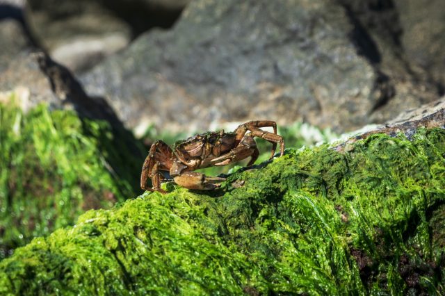 A photograph of a crab similar to the ones Neanderthals caught and cooked. YAYIMAGES.