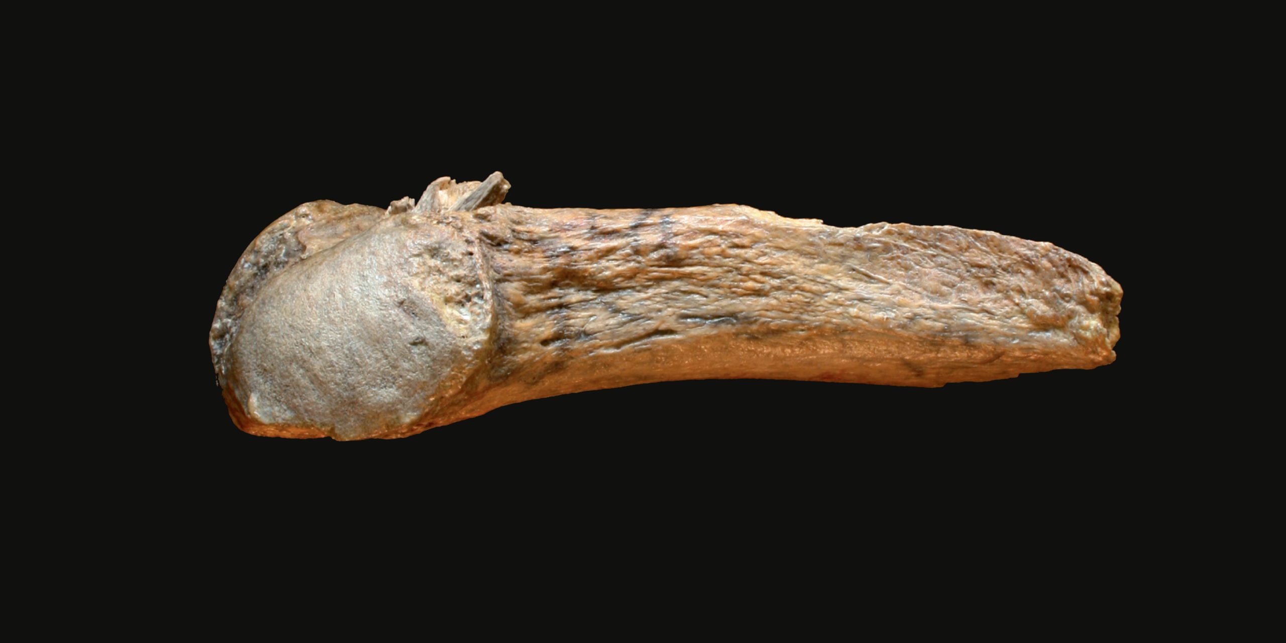 A photograph showing a mastodon rib with an embedded spear point. Image Credit: Texas A&M University.