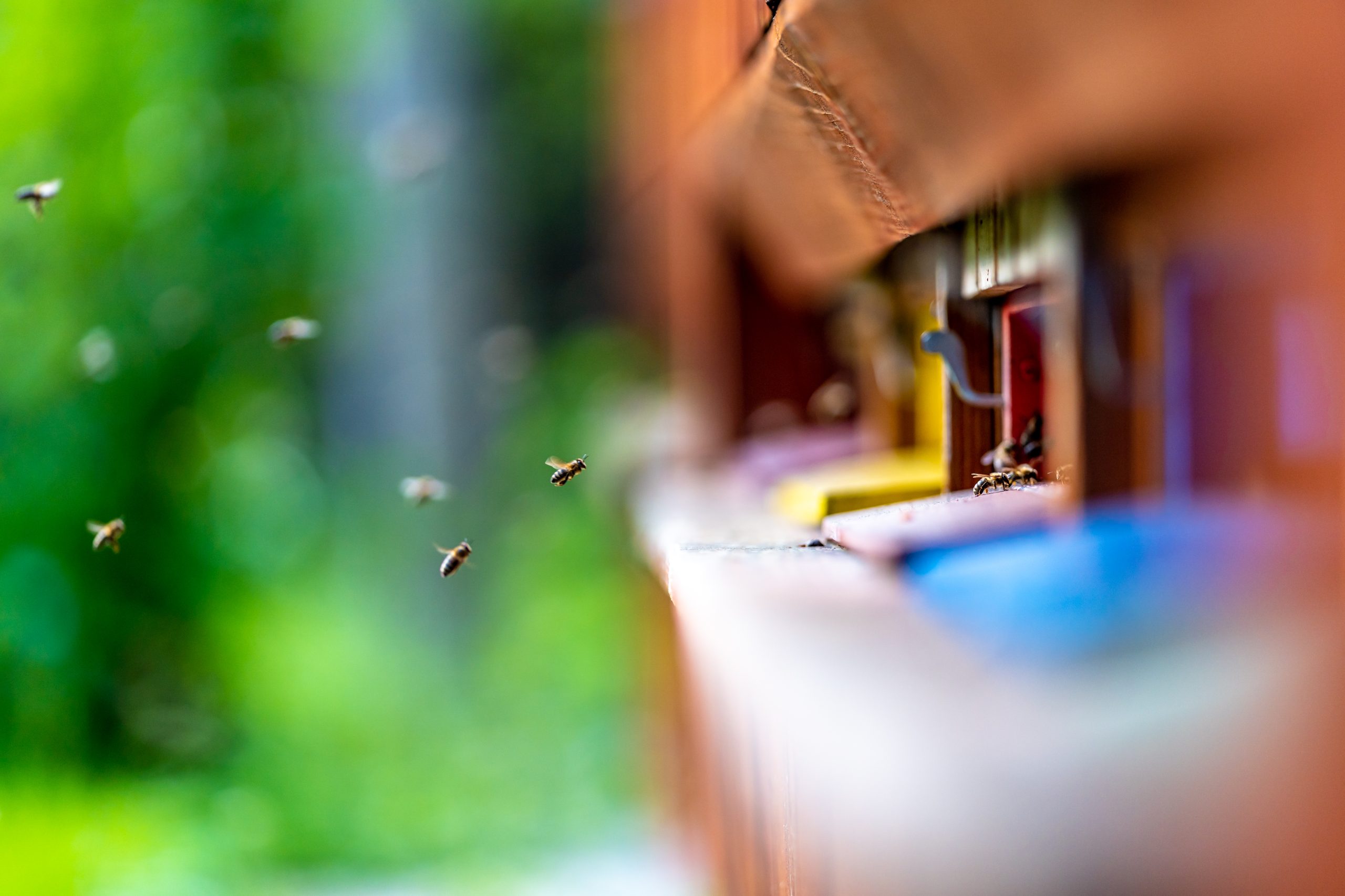 A photograph showing urban bees in flight. YAYIMAGES.