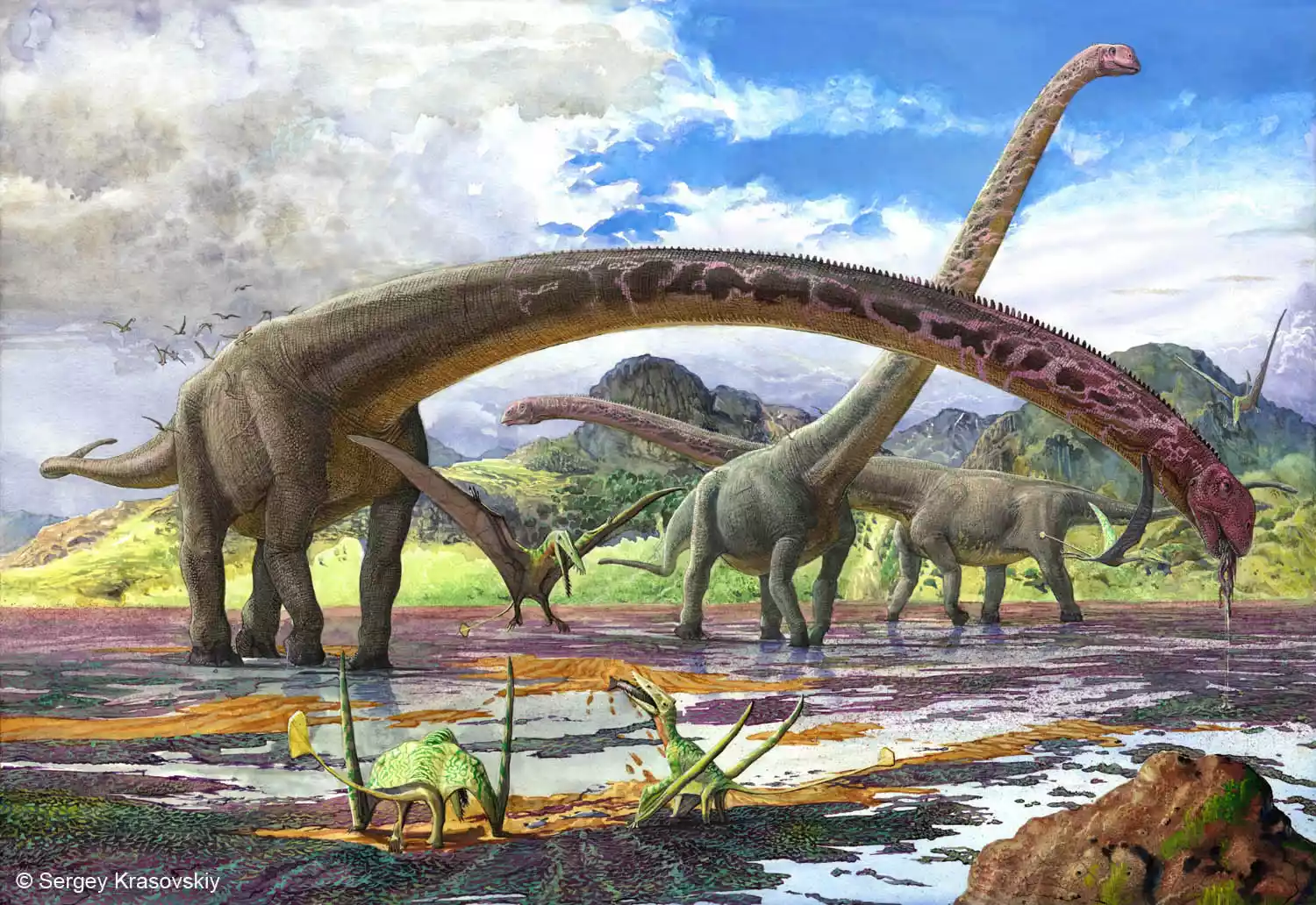 An illustration of a Mamenchisaurus. Illustration by: Sergey Krasovskiy.