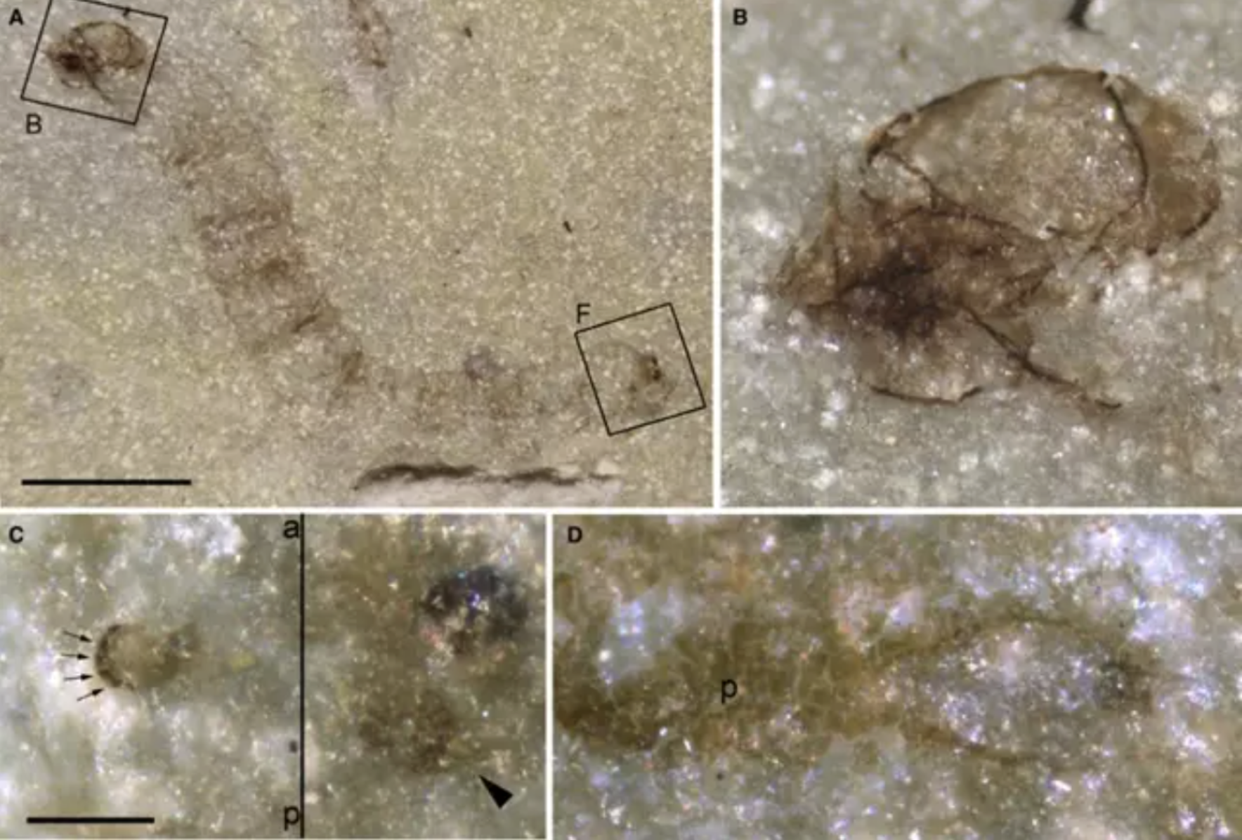 An image of the oldest known fossil gnat. Image Credit: CN-IGME CSIC.