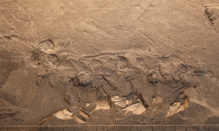 Qingganninginfructus formosa fossil. Image Credit: the Nanjing Institute of Geology and Palaeontology, Chinese Academy of Sciences.