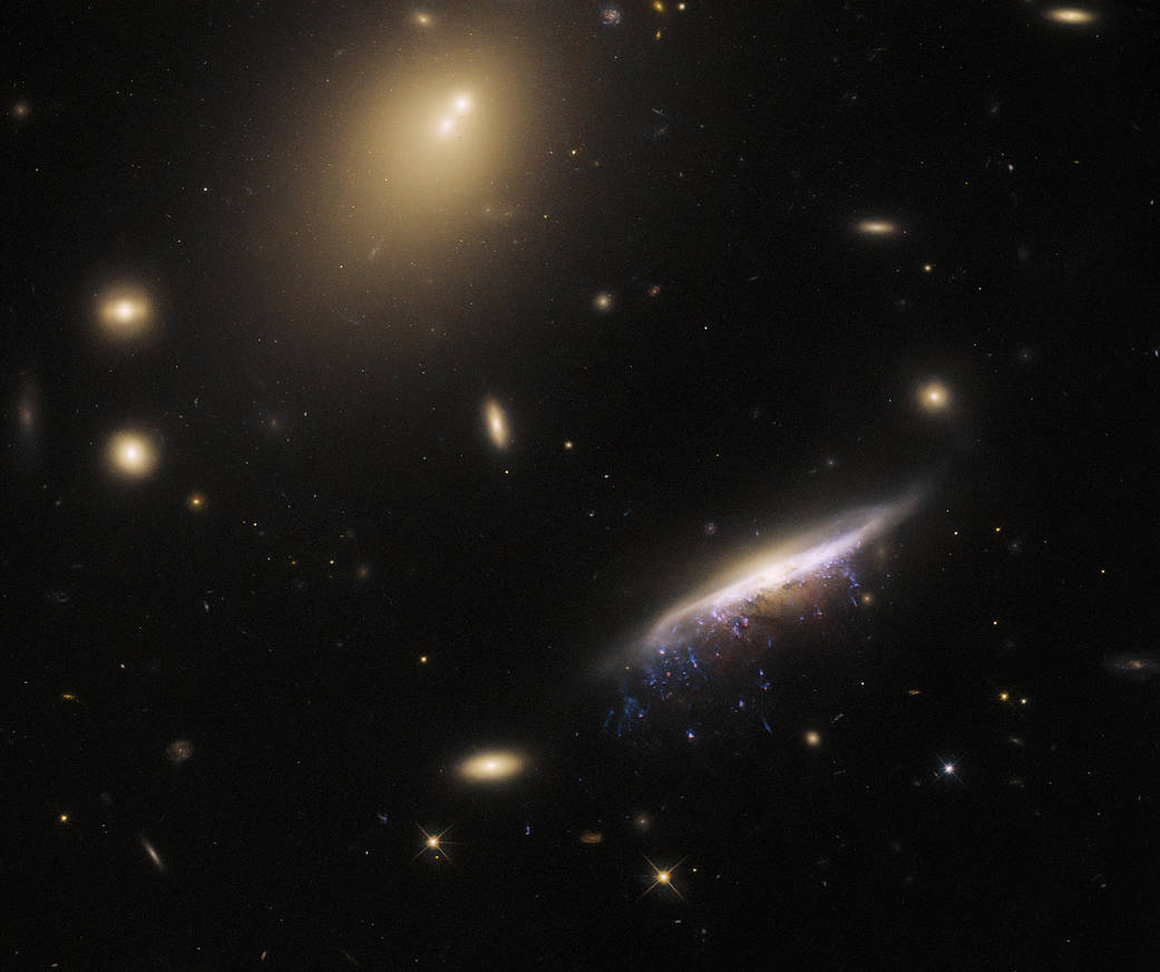 The galaxy JW100 features prominently in this image from the NASA/ESA Hubble Space Telescope.ESA/Hubble & NASA, M. Gullieuszik and the GASP team.
