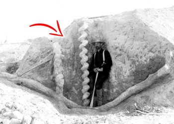 A man standing next to one of the Devil's Corkscrews. Wikimedia Commons / Curiosmos.