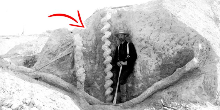 A man standing next to one of the Devil's Corkscrews. Wikimedia Commons / Curiosmos.