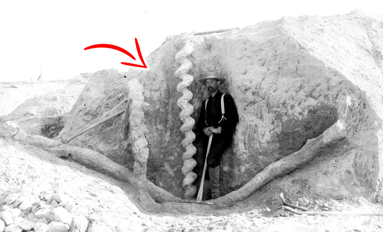 A man standing next to one of the Devil's Corkscrews. Wikimedia Commons / Curiosmos.