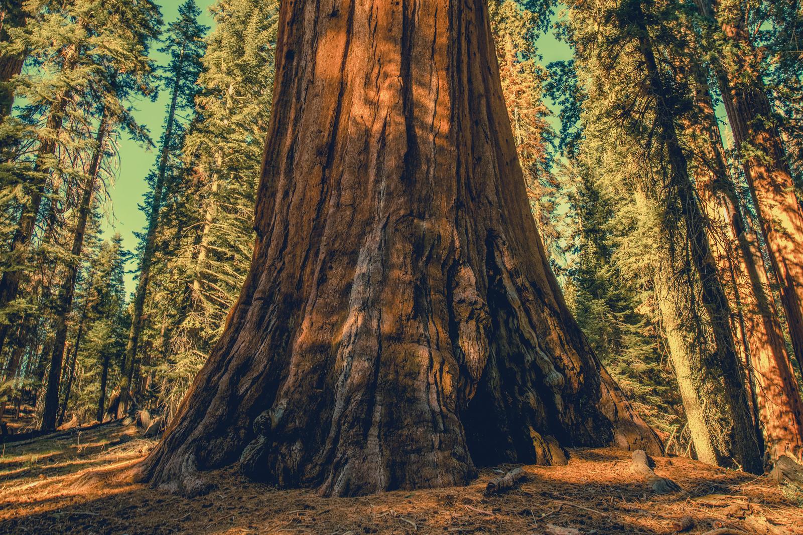 Giant Ancient Sequoia Tree.
