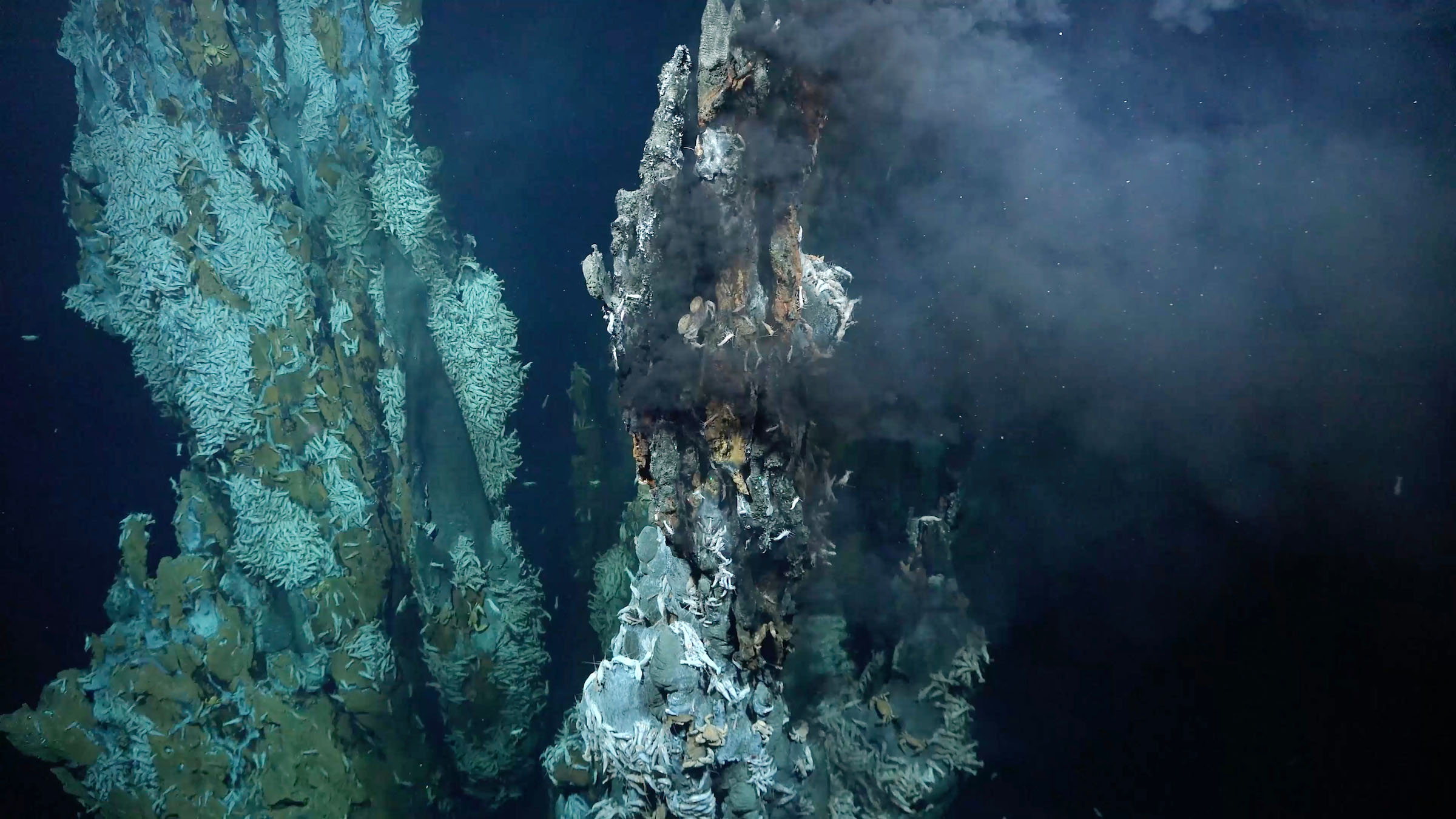 New hydrothermal vent. Schmidt Ocean Institute.