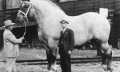 Sampson the largest recorded horse. Public domain.