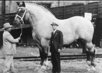Sampson the largest recorded horse. Public domain.