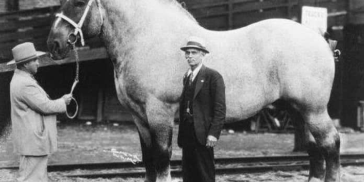 Sampson the largest recorded horse. Public domain.