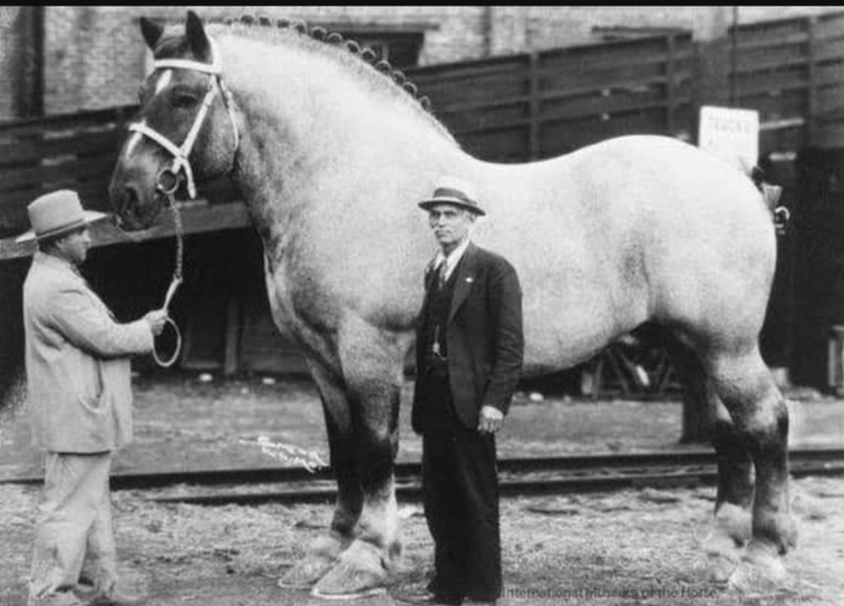 what-was-the-largest-horse-ever-recorded-curiosmos