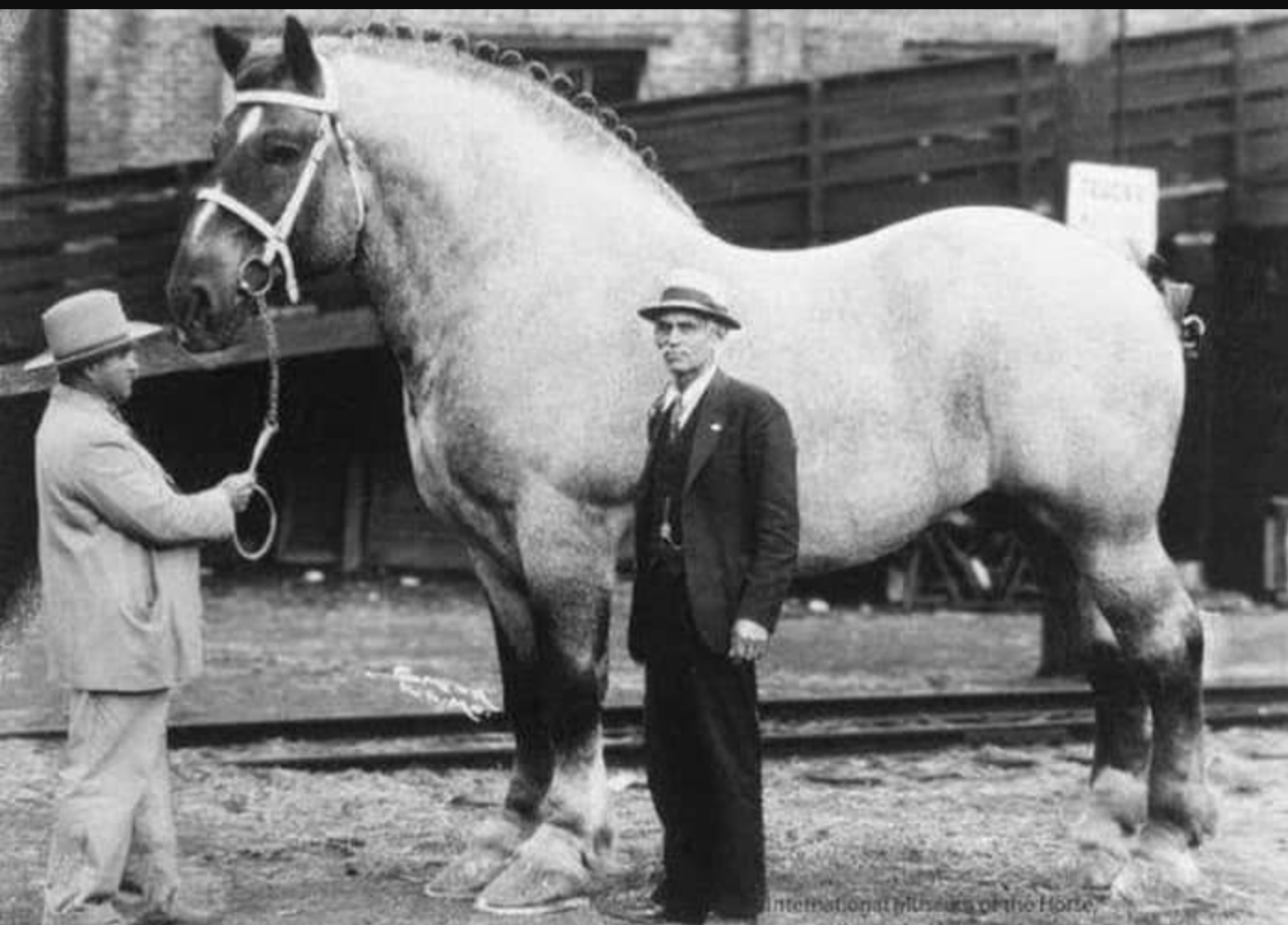 Sampson the largest recorded horse. Public domain.