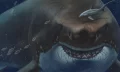 The Megalodon shark