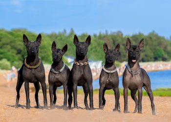 A photograph showing showing the Xoloitzcuintle. Wikimedia commons.