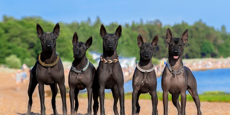 A photograph showing showing the Xoloitzcuintle. Wikimedia commons.