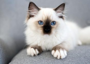 A cat with blue eyes.
