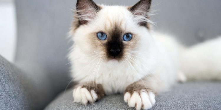 A cat with blue eyes.