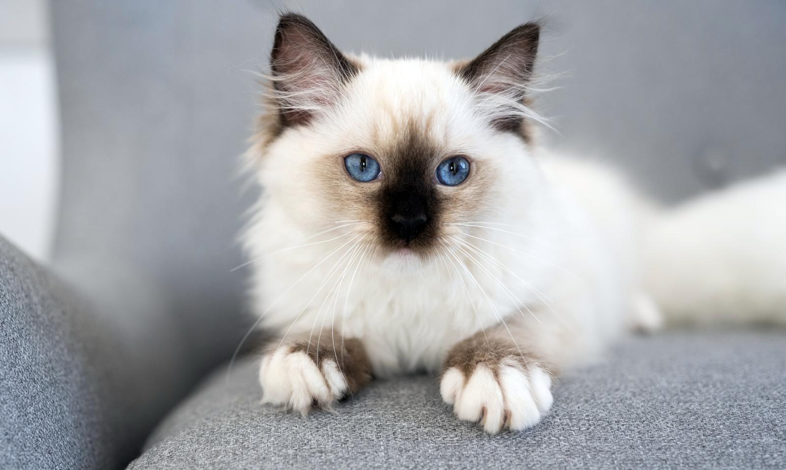 A cat with blue eyes.