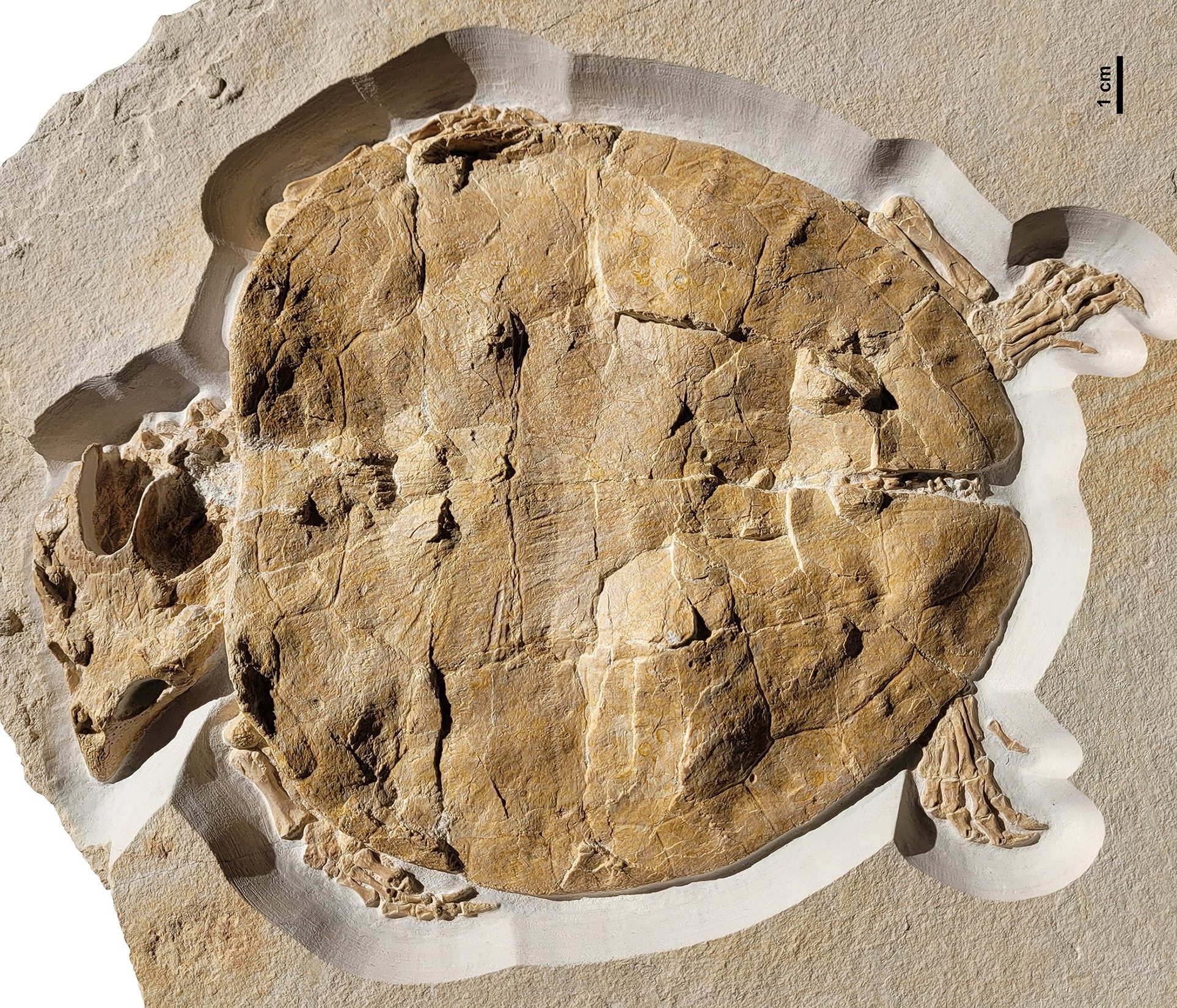 Perfectly preserved turtle fossil. Credit: PLOS ONE (2023). DOI: 10.1371/journal.pone.0287936