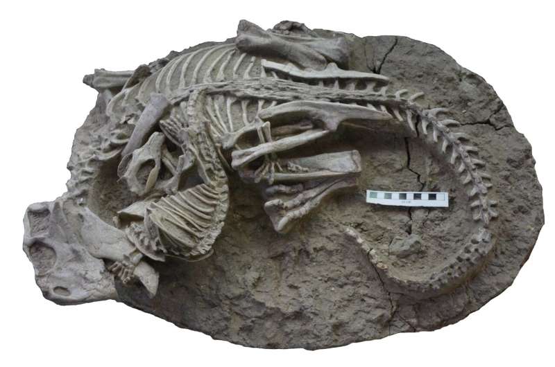 The unusual fossil that shows a predator attacking a dinosaur. Image Credit: Gang Han.