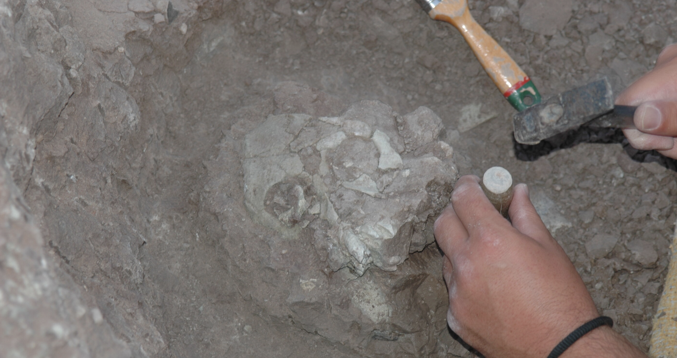 An archaeologist excavating a fossil.