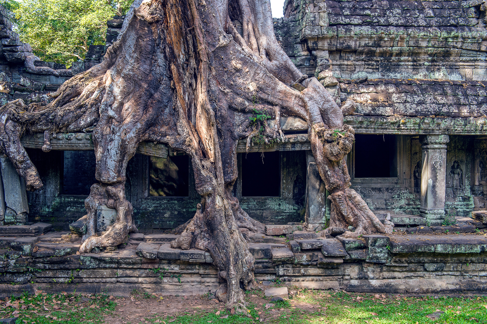 Trees Growing Out Of Ta Prohm Temple, Angkor Wat. Yayimages.