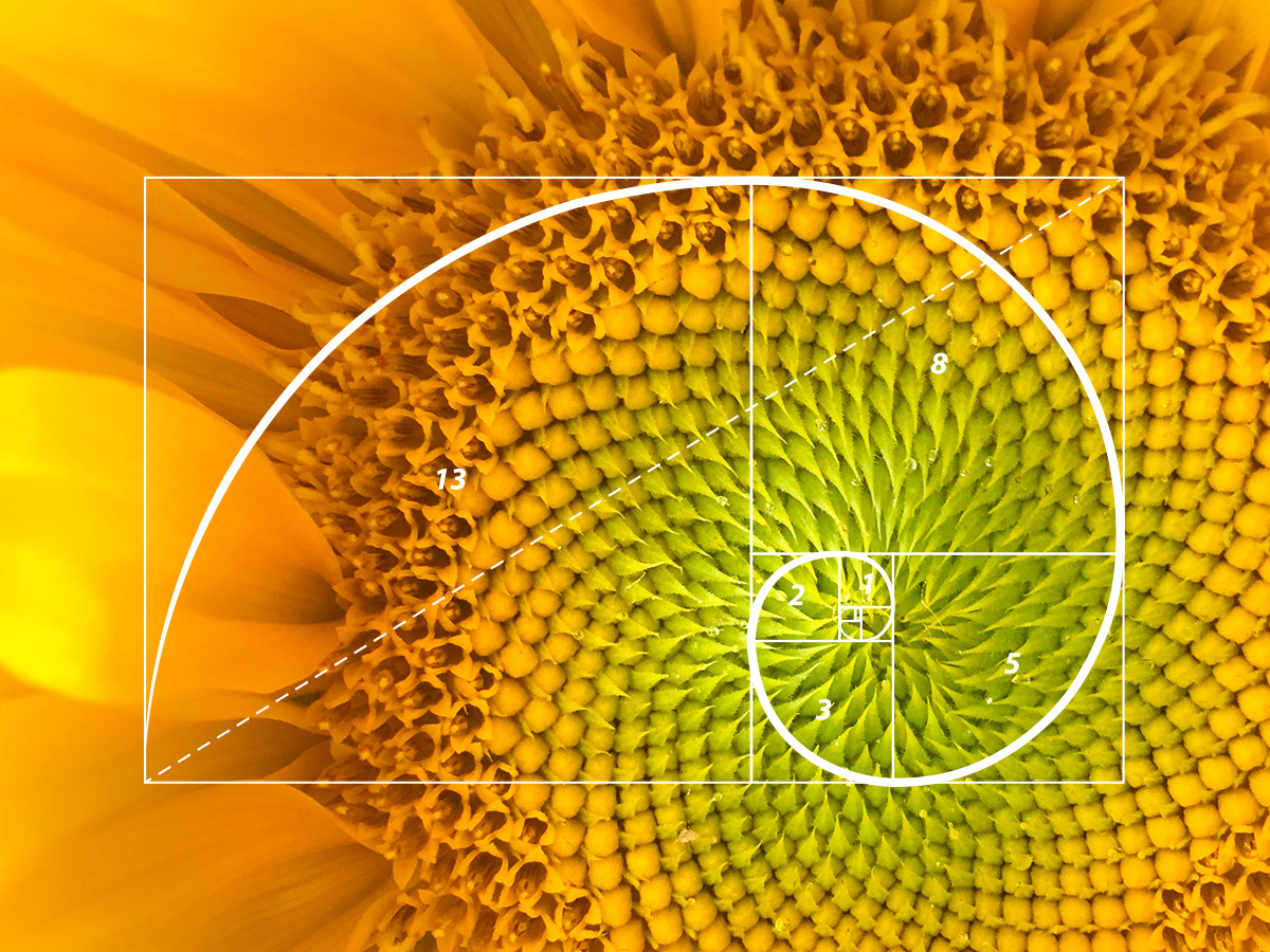 An illustration of the Fibonacci sequence.