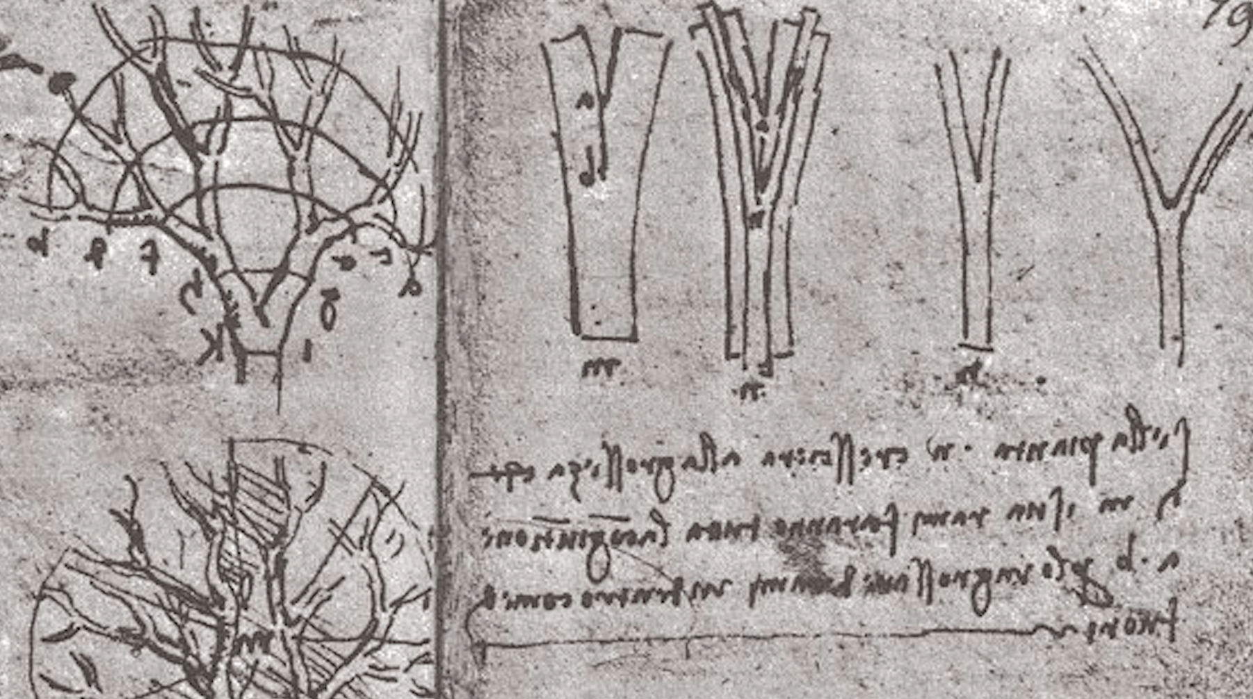 Leonardo da Vinci's Tree Rule Is Probably Wrong