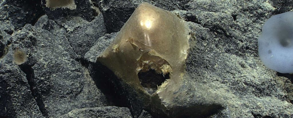 The mystery golden orb. (NOAA Ocean Exploration, Seascape Alaska)