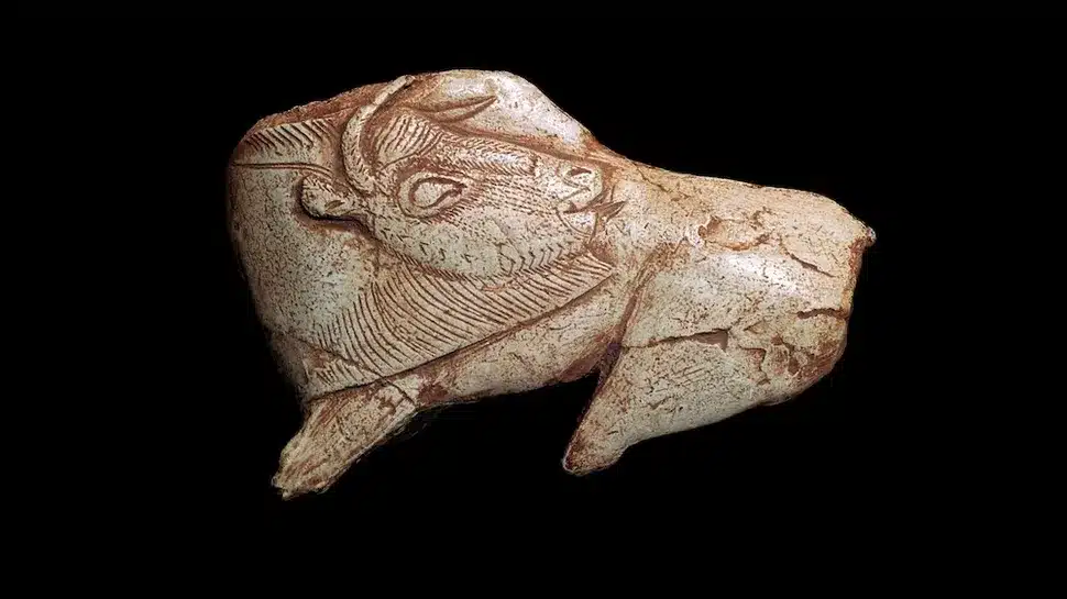 The carving, made from a piece of deer antler, depicts a bison licking its flank. (Image credit: The Print Collector via Alamy).